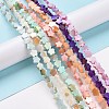 Natural Freshwater Shell Beads Strands SHEL-H002-03-2