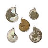 Natural Conch Fossil Pendants BSHE-E025-03P-1