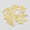 No Hole Natural Trochid Shell/Trochus Shell Chip Beads BSHE-M017-01-1