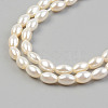 Electroplate Natural Freshwater Shell Beads Strands SHEL-T017-13A-01-3