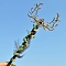 Natural Green Aventurine Viking Dragon Wands, Fairy Stick, 180mm