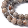 Natural Fossil Coral Beads Strands G-G212-10mm-31-3