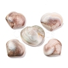 Natural Shiva Eye Shell Cabochons SHEL-H006-01B-1