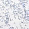 8/0 Transparent Glass Round Seed Beads SEED-J010-F8-32-3