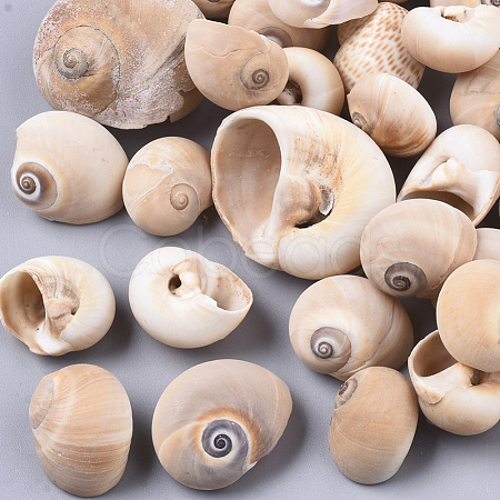 Natural Conch Shell Beads SSHEL-S258-78-1