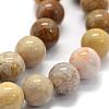 Natural Fossil Coral Beads Strands G-G763-12-6mm-6