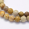Natural Fossil Coral Beads Strands X-G-G697-F01-8mm-3