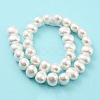 Natural Wrinkle Shell Beads Strands SHEL-F008-02-3