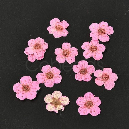 Narcissus Embossing Dried Flowers DIY-K032-60H-1