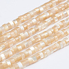 Natural Trochid Shell/Trochus Shell Beads Strands SSHEL-L016-13-2