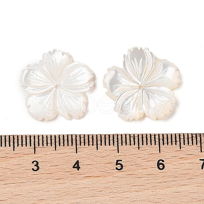 Natural White Shell Beads SSHEL-C012-23B-1