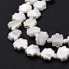 Natural Trochid Shell Beads Strands SSHEL-G023-09B-4