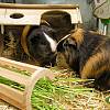 Rabbit Hay Feeder Rack AJEW-WH0119-93-7