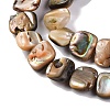 Natural Paua Shell Beads Strands BSHE-B007-02-3