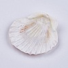Beautiful Beach Sea Shells X-DIY-WH0044-01-3