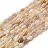 Natural Freshwater Shell Beads Strands SHEL-H072-03-1