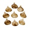 Ocean Theme Opaque Acrylic Pendants, Scallop Shell Shape, Tan, 19.5x19.5x5mm, Hole: 2mm, about 1515pc/500g