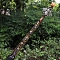 Natural Red Aventurine Merkaba Star Wands, Fairy Sticks, with Built-in Battery Led Light, Bees, 360x30mm