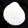 Shell Beads SSHEL-T005-10-2