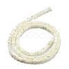 Natural Trochid Shell/Trochus Shell Beads Strands BSHE-G038-01-3