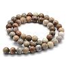Natural Fossil Coral Beads Strands G-G763-12-6mm-2