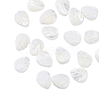 Natural Shell Beads Strands SSHEL-CJ0001-08-1