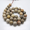 Natural Fossil Coral Beads Strands X-G-G212-14mm-31-2