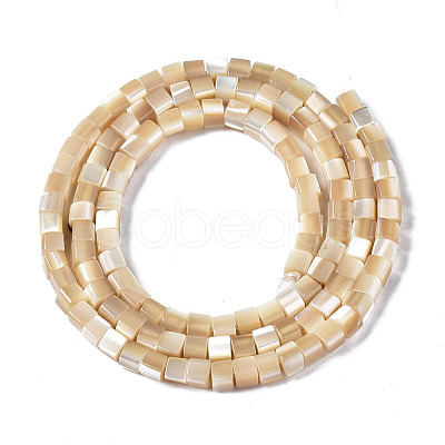 Natural Trochid Shell/Trochus Shell Beads Strands SSHEL-S266-009-1