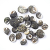 Conch Shell Beads SSHEL-S258-37-1