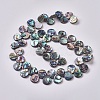 Abalone Shell/Paua Shell Beads Strands BSHE-L043-03-3