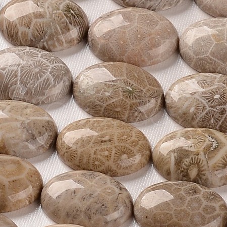 Natural Fossil Coral Cabochons X-G-J329-20-18x25mm-1