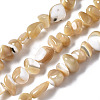 Natural Trochid Shell/Trochus Shell Beads Strands SSHEL-N034-78-B01-1