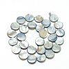 Natural Shell Beads Strands PBB251Y-3-2