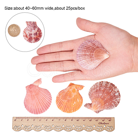 Beautiful Beach Sea Shells SSHEL-PH0004-17-1