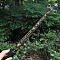 Natural Rhodonite Merkaba Star Wands, Fairy Sticks, with Built-in Battery Led Light, Triple Goddess Pentagram, 360x30mm