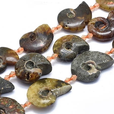 Natural Ammonite/Conch Fossil Graduated Beads Strands G-O179-K04-1-1