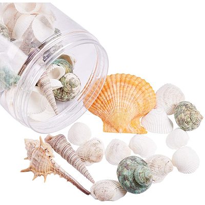 Sea Shell Beads SSHEL-PH0002-19-1