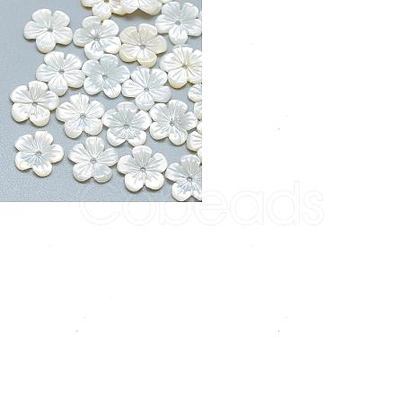 Natural Shell Beads SHEL-CJ0001-12-1