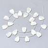 Natural White Shell Mother of Pearl Shell Charms SSHEL-N036-024-2