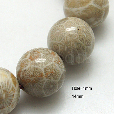 Natural Fossil Coral Beads Strands X-G-G212-14mm-31-1